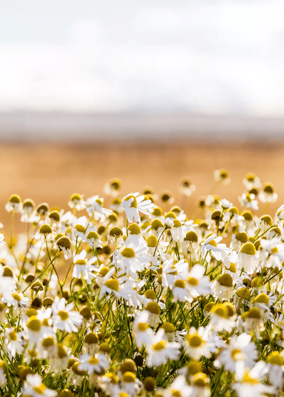 Dammann Tēja maisiņos Horeca, Camomille, kumelīšu tēja, 21gb